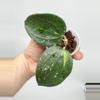 plant/A4 variegated Latifolia - exact plant-2-thumbnail