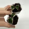 plant/A1 Carnosa Mariana - farmers selected-2-thumbnail
