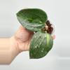 plant/A4 variegated Latifolia - exact plant-0-thumbnail