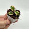 plant/A1 Bakoensis Albo - farmers selected-2-thumbnail