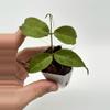 plant/A1 Papuana - farmers selected-3-thumbnail