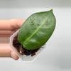 plant/A5 Megalaster (single leafers) - farmer selected-2-thumbnail