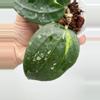 plant/A4 variegated Latifolia - exact plant-1-thumbnail