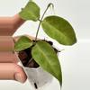 plant/A1 Papuana - farmers selected-2-thumbnail