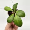 plant/A1 yellow sapphire - farmers selected-1-thumbnail