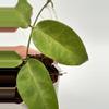 plant/A1 Papuana - farmers selected-1-thumbnail