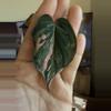 plant/Albo pink mican cutting-0-thumbnail
