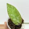 plant/A1 Sangguensis Splash - exact plant-2-thumbnail