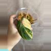 plant/Philodendron Micans Aurea/Pink Var-0-thumbnail