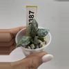 plant/3387 Lac Violet-0-thumbnail