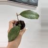plant/Sp aceh gunung gading-0-thumbnail