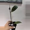 plant/3211 sp aceh forbesii tabalong-0-thumbnail