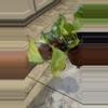plant/Greenjula Pothos Minty variegation-0-thumbnail