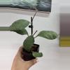plant/3105 Waymaniae borneo-0-thumbnail
