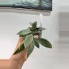 plant/Lac snow leopard-0-thumbnail