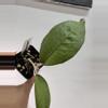 plant/Sp aceh dragon egg bottom cut-0-thumbnail