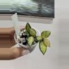 plant/3382 Lac queen midori-0-thumbnail