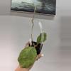 plant/3007 AH0001 with peduncle-0-thumbnail