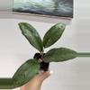 plant/3134 Sp aceh agusen-0-thumbnail