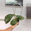 plant/Priktai-0-thumbnail