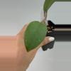 plant/Sp aceh dragon egg bottom cut-1-thumbnail