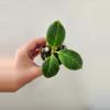 plant/Hoya obscura outer variegated-0-thumbnail