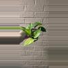 plant/Golden Pothos epipremnum -0-thumbnail