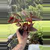 plant/Begonia Angel Wing Dounle Dot-1-thumbnail