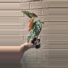 plant/Begonia maculata-0-thumbnail