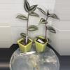 plant/RBR15 Tradescantia zebrina-1-thumbnail