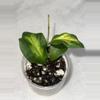 plant/H. mindorensis cv. 'Purple Star' variegated - 3 inch pot-0-thumbnail