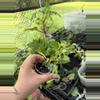 plant/Manjula Poonsin-2-thumbnail