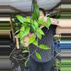 plant/HOYA SP MAENAM 1420P-0-thumbnail