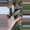 plant/PL570: 3 leaf Lacunosa Winter’s Pandora-0-thumbnail