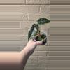 plant/Purple vein alocasia-0-thumbnail