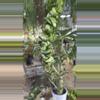 plant/PL546: large Mauna Loa-0-thumbnail