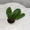 plant/Hoya SMS ‘Dr. IBOK’ - 3 inch pot-2-thumbnail