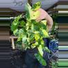 plant/PHILODENDRON BURLEMAX VAR 6" 542P-0-thumbnail