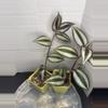 plant/RBR15 Tradescantia zebrina-3-thumbnail