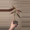plant/Begonia maculata-1-thumbnail