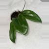 plant/Hoya SMS ‘Dr. IBOK’ - 3 inch pot-0-thumbnail
