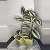 plant/RBR15 Tradescantia zebrina-0-thumbnail