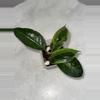 plant/H. verticillata sp. Tanggamus - 3 inch pot-0-thumbnail