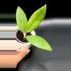 plant/Hoya Sabah Beauty #864-0-thumbnail