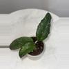 plant/Hoya sp. Takengon (wavy leaf) -3 inch pot-0-thumbnail