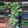 plant/HOYA MACROPHYLLA 8" 531P-0-thumbnail