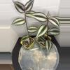 plant/RBR15 Tradescantia zebrina-2-thumbnail