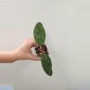 plant/Hoya sp. Vietnam AH001-0-thumbnail