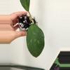 plant/Hoya ABL014-08 (H. Jennifer OP seed)-1-thumbnail