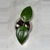 plant/Hoya RHM 932- SR2 ‘Shelby’ - 3 inch pot-0-thumbnail